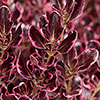 Coprosma Collection