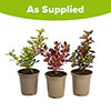 Colourful Coprosma Collection Colourful Coprosma Collection