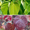 Premium Cercis Collection