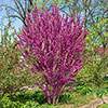 Premium Cercis Collection