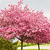 Premium Cercis Collection
