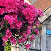 Azalea cascadula Bright Fuchsia