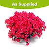 Azalea cascadula Bright Fuchsia Azalea cascadula Bright Fuchsia