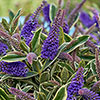 Hebe Addenda Wild Blue Hebe Addenda Wild Blue
