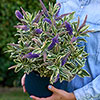 Hebe Addenda Wild Blue Hebe Addenda Wild Blue