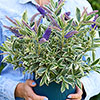 Hebe Addenda Wild Blue Hebe Addenda Wild Blue