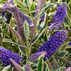 Hebe Addenda Wild Blue Hebe Addenda Wild Blue