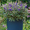 Hebe Addenda Wild Blue Hebe Addenda Wild Blue