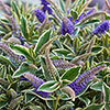 Hebe Addenda Wild Blue Hebe Addenda Wild Blue