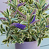 Hebe Addenda Wild Blue Hebe Addenda Wild Blue