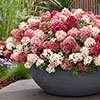 Hydrangea Groundbreaker Ruby