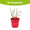 Hydrangea Groundbreaker Ruby