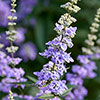 Vitex agnus-castus Queen Bee