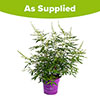 Vitex agnus-castus Queen Bee Vitex agnus-castus Queen Bee