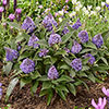 Buddleia Little Rockstars Blue Buddleia Little Rockstars Blue