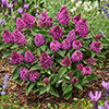 Buddleia Little Rockstars Red Buddleia Little Rockstars Red
