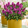 Buddleia Little Rockstars Red Buddleia Little Rockstars Red