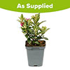 Buddleia Little Rockstars Red Buddleia Little Rockstars Red