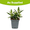 Buddleia Little Rockstars White
