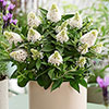 Buddleia Little Rockstars Collection