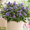 Buddleia Little Rockstars Collection