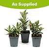 Buddleia Little Rockstars Collection