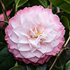Camellia japonica Nuccios Pearl