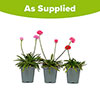 Armeria Dreameria Collection