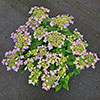 Hydrangea Million Stars Sirius Blue Hydrangea Million Stars Sirius Blue