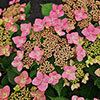 Hydrangea Million Stars Sirius Pink
