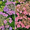 Hydrangea Million Stars Collection
