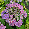 Hydrangea Million Stars Collection