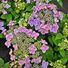Hydrangea Million Stars Collection