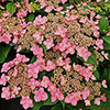 Hydrangea Million Stars Collection