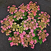 Hydrangea Million Stars Collection