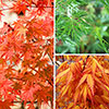 Acer Colourful Collection Acer Colourful Collection