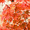 Acer Colourful Collection Acer Colourful Collection
