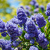 Ceanothus thyrsiflorus var. repens Californian Lilac