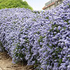 Ceanothus thyrsiflorus var. repens Californian Lilac