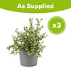 Ceanothus thyrsiflorus var. repens Californian Lilac