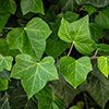 Hedera - Green Ivy Hedera - Green Ivy
