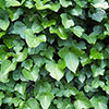 Hedera - Green Ivy Hedera - Green Ivy
