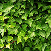 Hedera - Green Ivy Hedera - Green Ivy