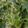 Hedera - Variegated Ivy Hedera - Variegated Ivy