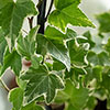 Hedera - Variegated Ivy Hedera - Variegated Ivy