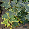 Hedera - Variegated Ivy Hedera - Variegated Ivy