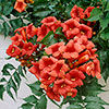 Campsis Red & Orange Trumpet Vine Collection Campsis Red & Orange Trumpet Vine Collection