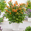 Campsis Red & Orange Trumpet Vine Collection Campsis Red & Orange Trumpet Vine Collection