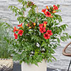 Campsis Red & Orange Trumpet Vine Collection Campsis Red & Orange Trumpet Vine Collection