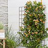 Campsis Red & Orange Trumpet Vine Collection Campsis Red & Orange Trumpet Vine Collection